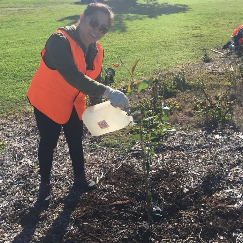 Tree Planting In Ballarat Rapid Tree Solutions